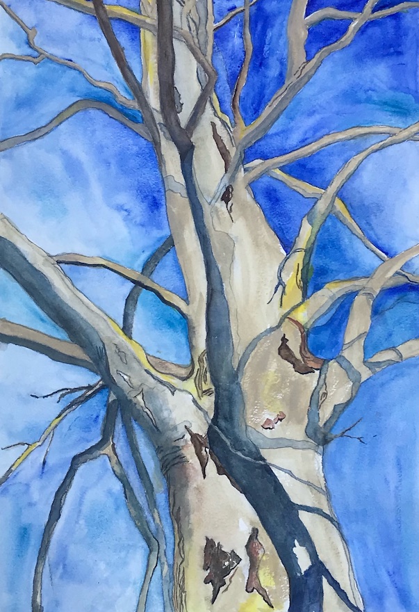 <i>Sycamore in Blue – </i> Ode to the Sycamore #10. Watercolor and ink. Framed, 28x20.
