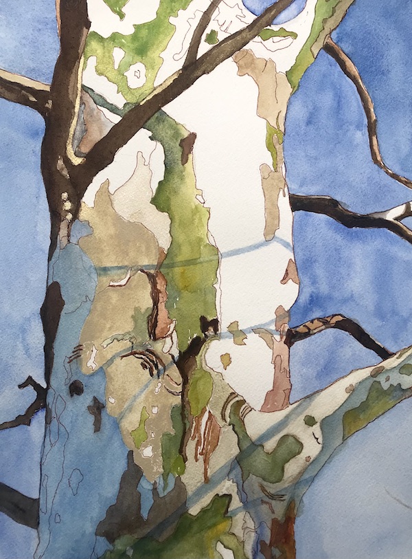 <i>Ode to the Sycamore</i> – Ode to the Sycamore #5.  Watercolor and ink on paper.  Framed, 21x15.