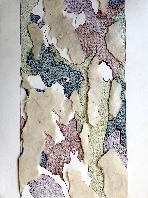 <i>Bark Abstraction</i> – Ode to the Sycamore #7.  Ink, colored pencil and paper on paper.  Framed, 21x15.