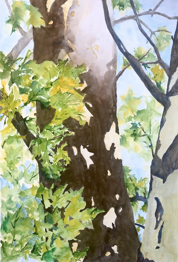 <i>Summer – </i> Ode to the Sycamore #9. Watercolor on paper. Framed, 28x20.
