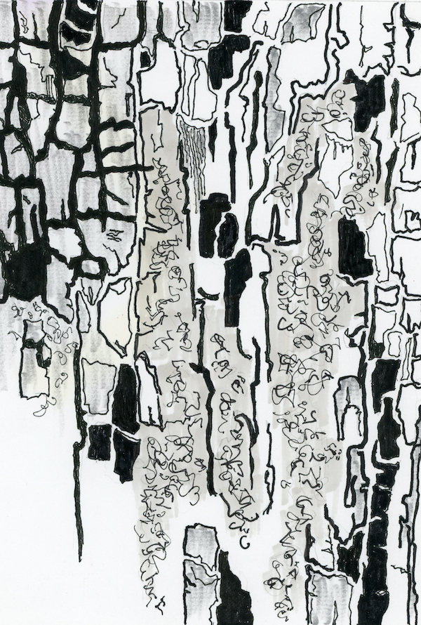 <i>Ponderosa Pine Iteration #1.</i> Ink drawing. Framed, 15x11.