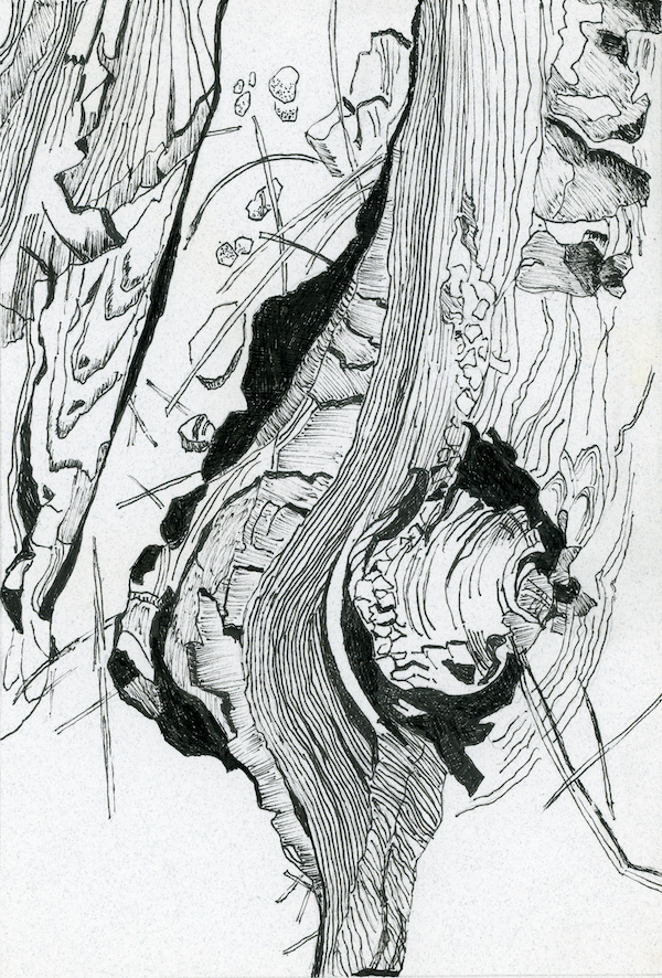 <i>Ponderosa Pine Iteration – </i> Ode #2. Ink drawing. Framed, 15x11.