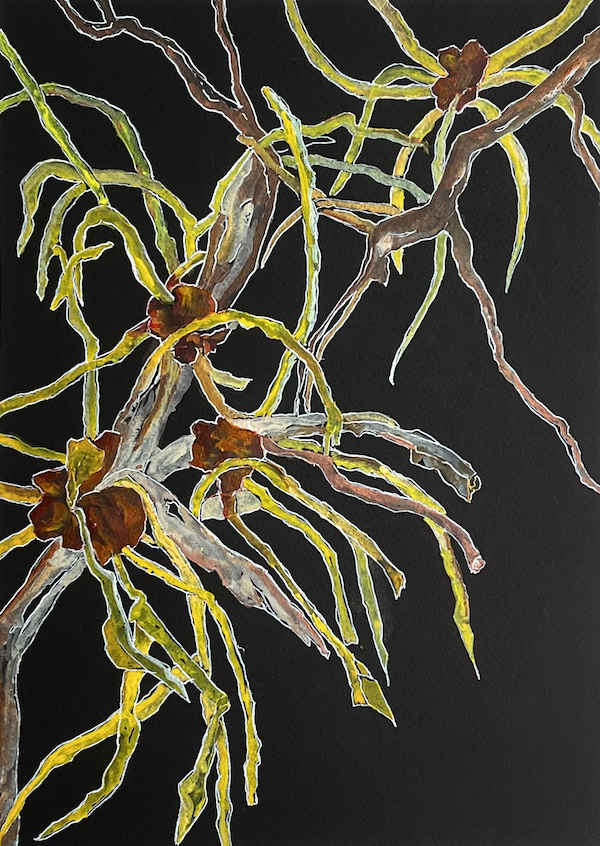 <i>Brincka Cross Witch Hazel</i>. Watercolor and ink on paper. Matted, 20x16.